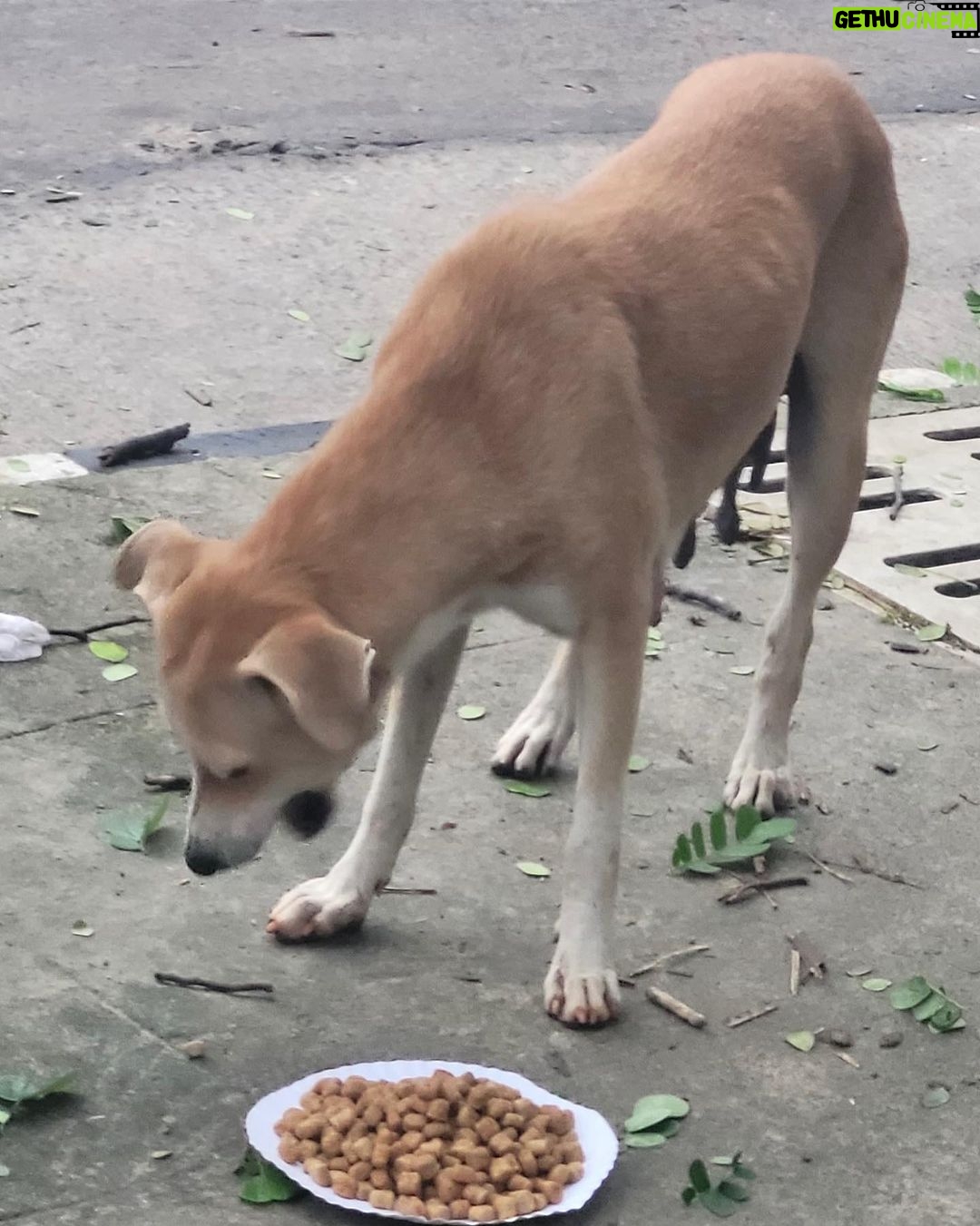 Regina Cassandra Instagram - Chennai Rains 2023 - #Chennai is badly affected with the #Cyclone making it Flooded & Water logged in several parts of the city ! As many of us come forward to #Help the #Humans in need, please do help the #Voiceless who are in desperate need ! Here are some important things you can do to help the #Animals in need - * Open the gates & provide space for Animals (this is only temporary), once water reduces, the Animals will return to their regular place, * Provide Food to the Animals (as the main source of Food of these Animals are from the roadside shops & they are affected badly & shut), * Report to Helplines if you see an injured, sick or any animal stuck in Water, * Please share your thoughts to help Animals in your social media & Whatssp groups so that others can help Animals too. We @ #PFCI will continue to #Feed the Voiceless like during the devastating Chennai Floods in 2015. We will also have more #FoodDistributionDrive & anyone in need of #Food to feed the Voiceless, please do reach out to us. #Kudos to our #Team for reaching out to the Voiceless !! Photo Credits - @mano._r #ChennaiRains #ChennaiRains2023 #Rain #HeavyRains #Flood #Chennai #Help #Needy #CrueltyFree #StrayKids #Dogs #Cats #Cow #Water #Volunteer #Activism #Welfare #Kindness #Compassion