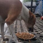 Regina Cassandra Instagram – Chennai Rains 2023 –
#Chennai is badly affected with the #Cyclone making it Flooded & Water logged in several parts of the city !
As many of us come forward to #Help the #Humans in need, please do help the #Voiceless who are in desperate need !
Here are some important things you can do to help the #Animals in need –
* Open the gates & provide space for Animals (this is only temporary), once water reduces, the Animals will return to their regular place,
* Provide Food to the Animals (as the main source of Food of these Animals are from the roadside shops & they are affected badly & shut),
* Report to Helplines if you see an injured, sick or any animal stuck in Water,
* Please share your thoughts to help Animals in your social media & Whatssp groups so that others can help Animals too.
We @ #PFCI will continue to #Feed the Voiceless like during the devastating Chennai Floods in 2015. We will also have more #FoodDistributionDrive & anyone in need of #Food to feed the Voiceless, please do reach out to us.
#Kudos to our #Team for reaching out to the Voiceless !!
Photo Credits – @mano._r
#ChennaiRains
#ChennaiRains2023
#Rain #HeavyRains #Flood #Chennai #Help #Needy #CrueltyFree #StrayKids #Dogs #Cats #Cow #Water #Volunteer #Activism #Welfare #Kindness #Compassion