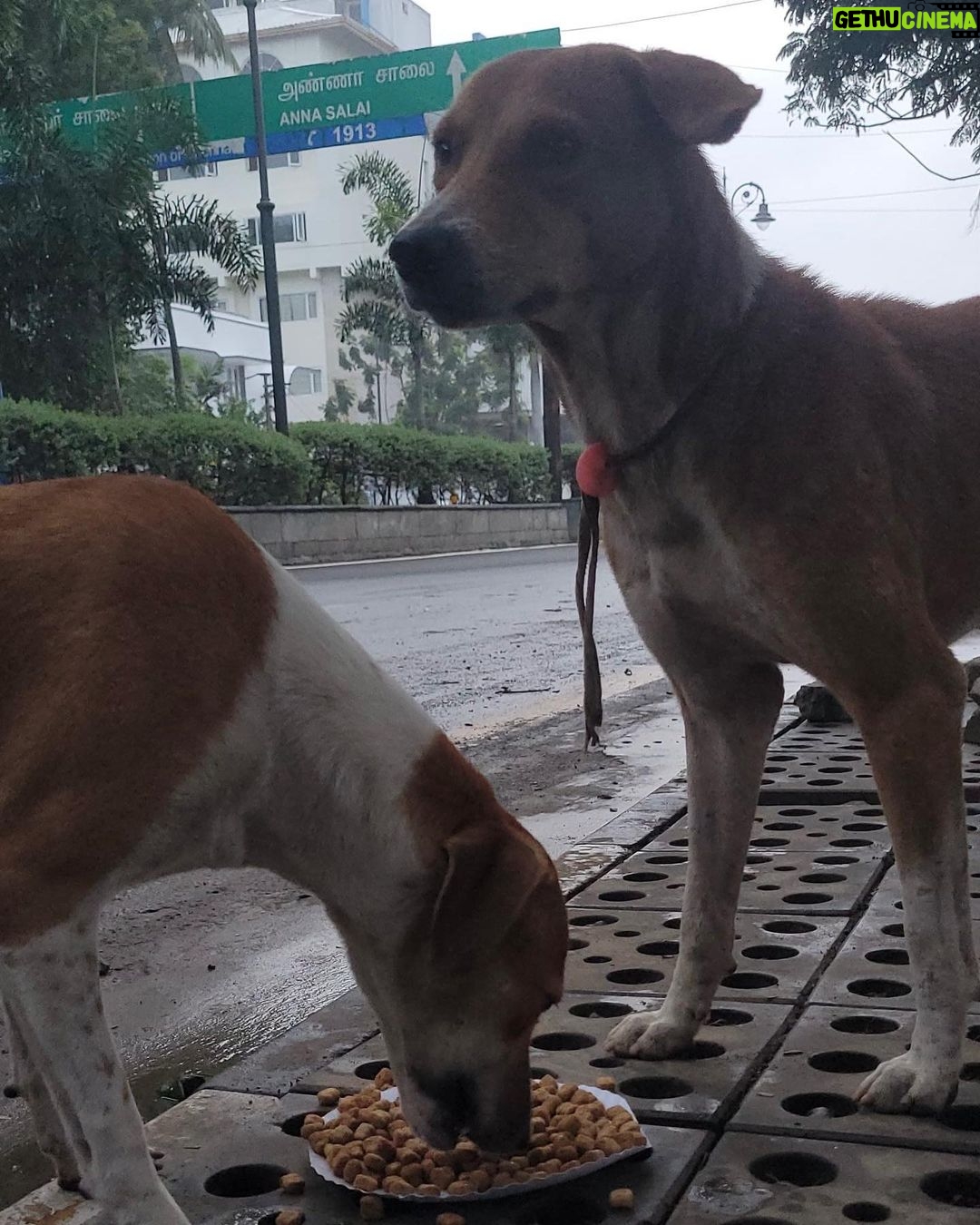 Regina Cassandra Instagram - Chennai Rains 2023 - #Chennai is badly affected with the #Cyclone making it Flooded & Water logged in several parts of the city ! As many of us come forward to #Help the #Humans in need, please do help the #Voiceless who are in desperate need ! Here are some important things you can do to help the #Animals in need - * Open the gates & provide space for Animals (this is only temporary), once water reduces, the Animals will return to their regular place, * Provide Food to the Animals (as the main source of Food of these Animals are from the roadside shops & they are affected badly & shut), * Report to Helplines if you see an injured, sick or any animal stuck in Water, * Please share your thoughts to help Animals in your social media & Whatssp groups so that others can help Animals too. We @ #PFCI will continue to #Feed the Voiceless like during the devastating Chennai Floods in 2015. We will also have more #FoodDistributionDrive & anyone in need of #Food to feed the Voiceless, please do reach out to us. #Kudos to our #Team for reaching out to the Voiceless !! Photo Credits - @mano._r #ChennaiRains #ChennaiRains2023 #Rain #HeavyRains #Flood #Chennai #Help #Needy #CrueltyFree #StrayKids #Dogs #Cats #Cow #Water #Volunteer #Activism #Welfare #Kindness #Compassion