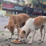 Regina Cassandra Instagram – Chennai Rains 2023 –

#Chennai is badly affected with the #Cyclone making it Flooded & Water logged in several parts of the city !

As many of us come forward to #Help the #Humans in need, please do help the #Voiceless who are in desperate need !

Here are some important things you can do to help the #Animals in need –

* Open the gates & provide space for Animals (this is only temporary), once water reduces, the Animals will return to their regular place,
* Provide Food to the Animals (as the main source of Food of these Animals are from the roadside shops & they are affected badly & shut),
* Report to Helplines if you see an injured, sick or any animal stuck in Water,
* Please share your thoughts to help Animals in your social media & Whatssp groups so that others can help Animals too.

We @ #PFCI will continue to #Feed the Voiceless like during the devastating Chennai Floods in 2015. We will also have more #FoodDistributionDrive & anyone in need of #Food to feed the Voiceless, please do reach out to us.

#Kudos to our #Team for reaching out to the Voiceless !!

Photo Credits – @mano._r 

#ChennaiRains
#ChennaiRains2023

#Rain #HeavyRains #Flood #Chennai #Help #Needy #CrueltyFree #StrayKids #Dogs #Cats #Cow #Water #Volunteer #Activism #Welfare #Kindness #Compassion