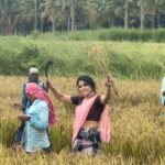 Sakshi Agarwal Instagram – What a lovely experience of my life in #kerala #palakkad
.
The beauty of “gods own country” – My most amazing experience- Thanks to @benzyproductions @subairzindagi
.
#feelitreelit #godsowncountry #farmerlife #elephantlovers #elephantsighting Kerala Alapuzha