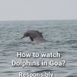 Sameera Reddy Instagram – 🐬We made new friends🥰 
Chapora Bay, Morjim, North Goa📍 October to May
👇🏼
How to be a Dolphin Friendly visitor in Goa? 🐬
– Choose a responsible boat operator who doesn’t chase or surround the animals and instead watch them from a respectful distance
– Reduce the use of single use plastic and help keep their ocean home clean 
– Support local communities by making conscious choices when you travel

🏄‍♀️Did you know? Mother dolphins feed milk to their babies for 2 years and then teach them how to catch fish 🥰Dolphins sleep by resting one side of their brain at a time so they can keep surfacing to breathe 💦 

We can educate ourselves & our kids by choosing responsible marine wildlife activities ❤️ ✅Contact Puja @terraconscious for more info. She gave us a detailed insight into conservation efforts and amazing collaboration with the Local communities . It was an opportunity to learn about the Indian Ocean Humpback Dolphin a residential, coastal,marine mammal species; allied biodiversity, ecosystems and related conservation challenges. ❤️

*Wildlife species we observed:- 
 *Marine  Species* 
1. Indian Ocean Humpback Dolphin
2. Sea Nettle Jellyfish 
3. Mackerel 
4. Mullet

 *Bird Species* 
1. Brown Headed Gulls 
2. Egrets
3. Terns
4. Swallows
5. Kites
6. Curlews
#goa #dolphins #kids #family #travel Goa, India