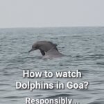 Sameera Reddy Instagram - 🐬We made new friends🥰 Chapora Bay, Morjim, North Goa📍 October to May 👇🏼 How to be a Dolphin Friendly visitor in Goa? 🐬 - Choose a responsible boat operator who doesn’t chase or surround the animals and instead watch them from a respectful distance - Reduce the use of single use plastic and help keep their ocean home clean - Support local communities by making conscious choices when you travel 🏄‍♀️Did you know? Mother dolphins feed milk to their babies for 2 years and then teach them how to catch fish 🥰Dolphins sleep by resting one side of their brain at a time so they can keep surfacing to breathe 💦 We can educate ourselves & our kids by choosing responsible marine wildlife activities ❤️ ✅Contact Puja @terraconscious for more info. She gave us a detailed insight into conservation efforts and amazing collaboration with the Local communities . It was an opportunity to learn about the Indian Ocean Humpback Dolphin a residential, coastal,marine mammal species; allied biodiversity, ecosystems and related conservation challenges. ❤️ *Wildlife species we observed:- *Marine Species* 1. Indian Ocean Humpback Dolphin 2. Sea Nettle Jellyfish 3. Mackerel 4. Mullet *Bird Species* 1. Brown Headed Gulls 2. Egrets 3. Terns 4. Swallows 5. Kites 6. Curlews #goa #dolphins #kids #family #travel Goa, India