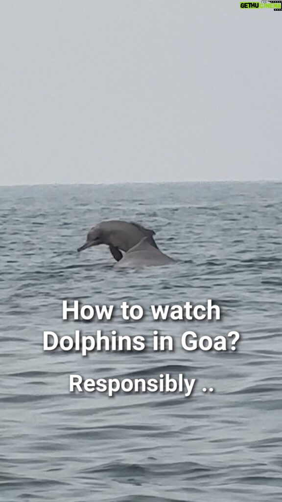 Sameera Reddy Instagram - 🐬We made new friends🥰 Chapora Bay, Morjim, North Goa📍 October to May 👇🏼 How to be a Dolphin Friendly visitor in Goa? 🐬 - Choose a responsible boat operator who doesn’t chase or surround the animals and instead watch them from a respectful distance - Reduce the use of single use plastic and help keep their ocean home clean - Support local communities by making conscious choices when you travel 🏄‍♀️Did you know? Mother dolphins feed milk to their babies for 2 years and then teach them how to catch fish 🥰Dolphins sleep by resting one side of their brain at a time so they can keep surfacing to breathe 💦 We can educate ourselves & our kids by choosing responsible marine wildlife activities ❤️ ✅Contact Puja @terraconscious for more info. She gave us a detailed insight into conservation efforts and amazing collaboration with the Local communities . It was an opportunity to learn about the Indian Ocean Humpback Dolphin a residential, coastal,marine mammal species; allied biodiversity, ecosystems and related conservation challenges. ❤️ *Wildlife species we observed:- *Marine Species* 1. Indian Ocean Humpback Dolphin 2. Sea Nettle Jellyfish 3. Mackerel 4. Mullet *Bird Species* 1. Brown Headed Gulls 2. Egrets 3. Terns 4. Swallows 5. Kites 6. Curlews #goa #dolphins #kids #family #travel Goa, India