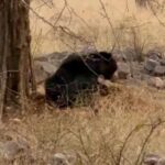 Sanjeeda Sheikh Instagram - Sloth Bear 🐻 Merry Christmas🎄