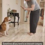 Sehrish Ali Instagram - @hipiofficialapp ❤️❤️❤️ #dogs #dogsofinstagram #dog #dogstagram #puppy #doglover #dogoftheday #instadog #doglovers #doglife #pets #love #puppylove #puppies #pet #puppiesofinstagram #dogsofinsta #cute #instagram #of #petsofinstagram #dogslife #doggo #animals #ilovemydog #cats #doglove #petstagram #dogphotography #cutedogs