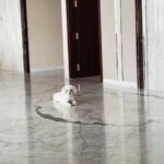 Shivaleeka Oberoi Instagram – Got my Oscar 4 years ago today! 🥹 
Pun intended 😛
Since then life has been full of cuddles and wet-nosed kisses! 🐶💕

#HappyBirthday to the boy who has my heart, is all over my gallery and keeps my phone storage full @oscar.thetoypoodle 🫶🏻 Sorry @abhishekpathakk 👻