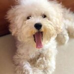 Shivaleeka Oberoi Instagram – Got my Oscar 4 years ago today! 🥹 
Pun intended 😛
Since then life has been full of cuddles and wet-nosed kisses! 🐶💕

#HappyBirthday to the boy who has my heart, is all over my gallery and keeps my phone storage full @oscar.thetoypoodle 🫶🏻 Sorry @abhishekpathakk 👻