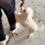 Shivaleeka Oberoi Instagram – Got my Oscar 4 years ago today! 🥹 
Pun intended 😛
Since then life has been full of cuddles and wet-nosed kisses! 🐶💕

#HappyBirthday to the boy who has my heart, is all over my gallery and keeps my phone storage full @oscar.thetoypoodle 🫶🏻 Sorry @abhishekpathakk 👻