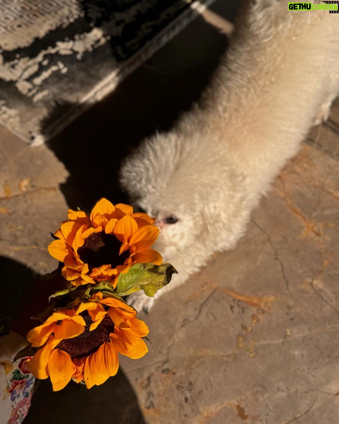 Shivaleeka Oberoi Instagram - Sunflower in a field of roses 🌻🥰