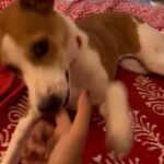 Solanki Roy Instagram - Wish all of you pet dads and moms, a very Happy #NationalPetDay. Let's spread the love for a happy world.