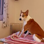Solanki Roy Instagram - I have never been very religious ever in my life, though I particularly have a fondness for azaan because of its deep tune. I have this deep fondness for kirtan as well. But caramel, my baby, somehow chose her own music and how she sings along make me wonder, do dogs understand music just like humans?