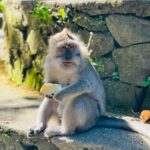 Sonalee Kulkarni Instagram – मेरे monkey मैं जानू और उसके monkey 🙈🐵🙉

#monkeyforest #ubud #bali #indonesia 

Final travelogue coming out today! 

Don’t forget to subscribe to my @youtube channel 🔗 LINK IN BIO
#skirt @aciddresses @sshorewala @acidfashionhouse 
#sonaleekulkarni #marathimulgi #travelblogger Sacred Monkey Forest Sanctuary Ubud
