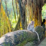 Sonalee Kulkarni Instagram – मेरे monkey मैं जानू और उसके monkey 🙈🐵🙉

#monkeyforest #ubud #bali #indonesia 

Final travelogue coming out today! 

Don’t forget to subscribe to my @youtube channel 🔗 LINK IN BIO
#skirt @aciddresses @sshorewala @acidfashionhouse 
#sonaleekulkarni #marathimulgi #travelblogger Sacred Monkey Forest Sanctuary Ubud