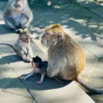 Sonalee Kulkarni Instagram – मेरे monkey मैं जानू और उसके monkey 🙈🐵🙉

#monkeyforest #ubud #bali #indonesia 

Final travelogue coming out today! 

Don’t forget to subscribe to my @youtube channel 🔗 LINK IN BIO
#skirt @aciddresses @sshorewala @acidfashionhouse 
#sonaleekulkarni #marathimulgi #travelblogger Sacred Monkey Forest Sanctuary Ubud