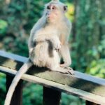 Sonalee Kulkarni Instagram – मेरे monkey मैं जानू और उसके monkey 🙈🐵🙉

#monkeyforest #ubud #bali #indonesia 

Final travelogue coming out today! 

Don’t forget to subscribe to my @youtube channel 🔗 LINK IN BIO
#skirt @aciddresses @sshorewala @acidfashionhouse 
#sonaleekulkarni #marathimulgi #travelblogger Sacred Monkey Forest Sanctuary Ubud
