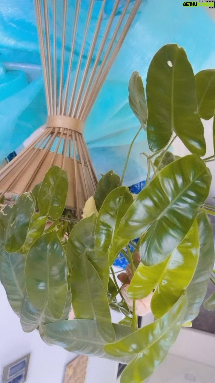 Sonalika Joshi Instagram - Even plants need your attention,love &care βΊοΈπ€ππͺ΄πΏπ.#goodmorning #plants #plantlover #plantation #gardening #care #love #attention .