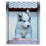 Sonia Singh Instagram - From here to swipe right ☺️ Bagheera you’re the love of my life. I love you so so so muchhh. The happiest part of my life is you. I try to laugh or love in your presence. I know now you’re not going to read this but still #selfsatisfaction 🤣🤣🤣 @bowtomeow Santosh thank you so much for bringing him into my life, this is the best gift.