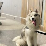 Sonia Singh Instagram - From here to swipe right ☺️ Bagheera you’re the love of my life. I love you so so so muchhh. The happiest part of my life is you. I try to laugh or love in your presence. I know now you’re not going to read this but still #selfsatisfaction 🤣🤣🤣 @bowtomeow Santosh thank you so much for bringing him into my life, this is the best gift.