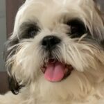 Sonia Singh Instagram - You will be missed. You will remain in my heart forever and ever. I love you so much shadow 😭. I’ll miss you so much. Rest in peace.