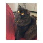 Sonia Singh Instagram - My munchkin 🐱 Daamuuu😘