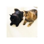Sonia Singh Instagram – Made for each other ❤️🐱🐱
😻 meow💋
