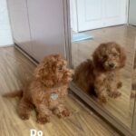Sonyaa Ayodhya Instagram – You are perfection @sonyakabetacharles 😁🥹 #petlove #charles #doglovers #dogreels