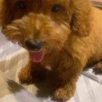 Sonyaa Ayodhya Instagram – Im a baby @sonyaaayodhya #doglovers
