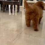 Sonyaa Ayodhya Instagram – Got it from my mama 😂 #funnyreels #doglovers #love #reels
