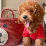 Sonyaa Ayodhya Instagram – Charles loves his new Shirt 🤣 from @zorbainternational 
.
.
.
#Dogsofinstagram #dogs #poodles #toypoodles #india #dogstagram #dogfashion