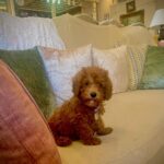 Sonyaa Ayodhya Instagram – My ❤️🥹 @sonyakabetacharles 
.
.
.
.
 #Charles #sonyakabetacharles #dogsofinstagram #baby #love #home #happy #vibe #doglover #dogs