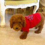 Sonyaa Ayodhya Instagram – Charles loves his new Shirt 🤣 from @zorbainternational 
.
.
.
#Dogsofinstagram #dogs #poodles #toypoodles #india #dogstagram #dogfashion