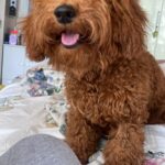 Sonyaa Ayodhya Instagram – Hi! Good morning ‘My muffin beta’ @sonyakabetacharles 🤣 #dogparent #reels #love #charles #puppy #toypoodle