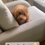 Sonyaa Ayodhya Instagram - The most beautiful dog on the planet right now is @sonyakabetacharles 🥹🤣 #Doglovers #dog #love #reels #dogreels #trainer #babytalk