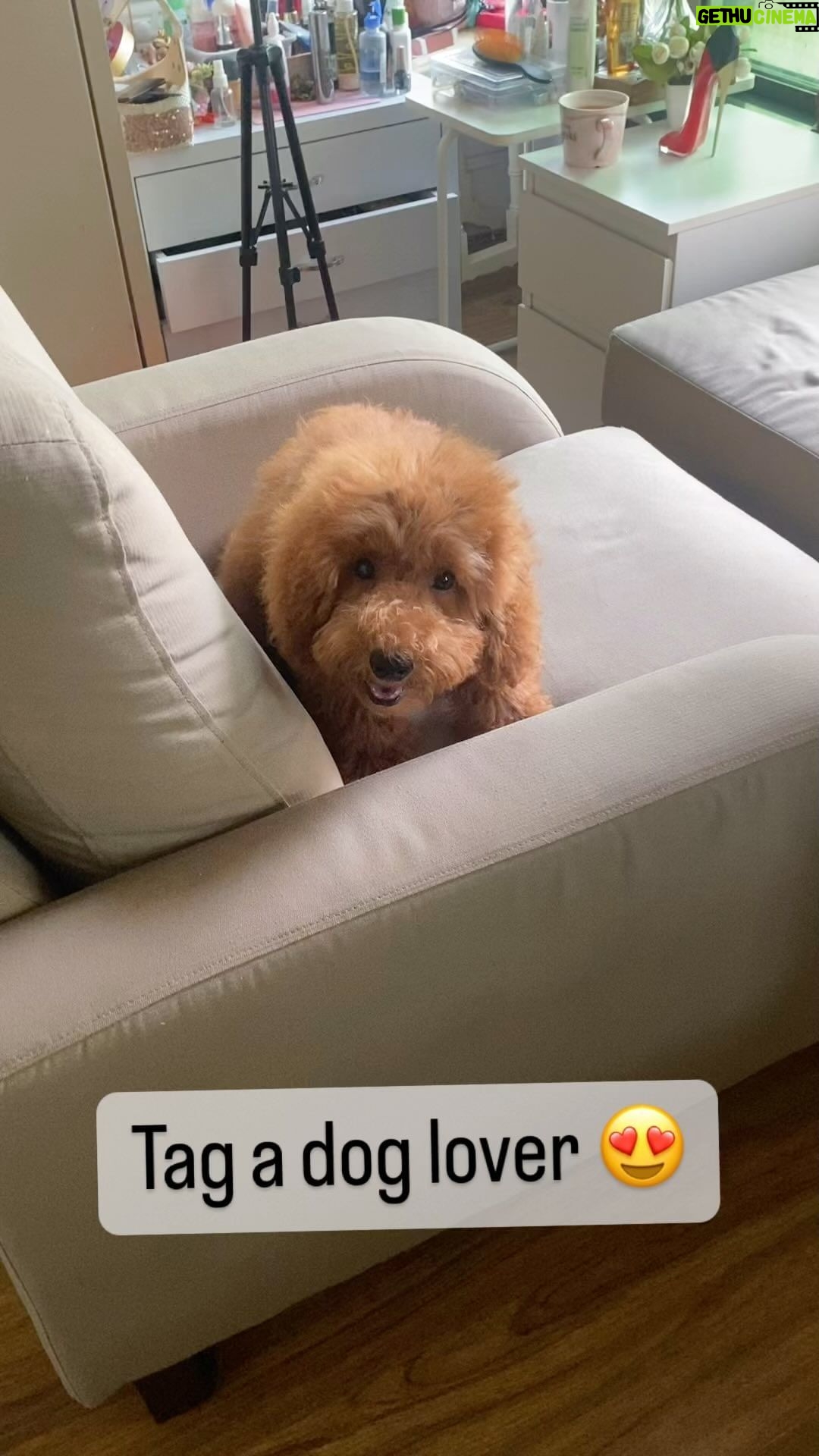 Sonyaa Ayodhya Instagram - The most beautiful dog on the planet right now is @sonyakabetacharles 🥹🤣 #Doglovers #dog #love #reels #dogreels #trainer #babytalk
