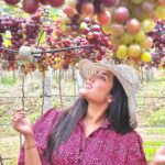 Sree Nithi Instagram - Vineyard !! 🍇🍇 Theni