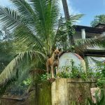 Suhana Khan Instagram - I ❤️ Goa 🌴 Goa India