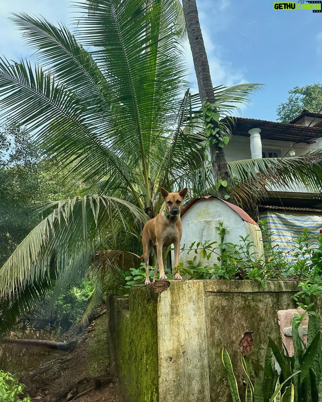 Suhana Khan Instagram - I ❤️ Goa 🌴 Goa India