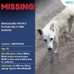 Swastika Mukherjee Instagram - Via @vosd.in BENGALURU PEOPLE PLEASE HELP FIND BUDDHU Buddhu, a 12-year-old white Indie male dog, went missing on 12th November after people started bursting crackers. He was last seen at Silver springs Layout, Marathahalli, Bengaluru. It is likely that he wandered off somewhere near Munekollala. If you spot Buddhu around Munekollala area, please call 8296776614. Buddhu has a thin build and black marks around his eyes. He has arthritis so his walk is quite slow and wobbly. Kindly help us find Buddhu so that he can be reunited with his people.