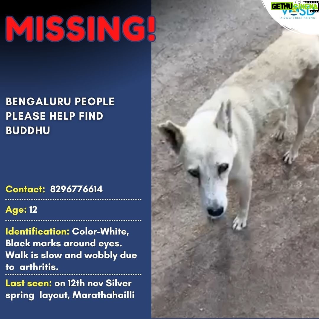 Swastika Mukherjee Instagram - Via @vosd.in BENGALURU PEOPLE PLEASE HELP FIND BUDDHU Buddhu, a 12-year-old white Indie male dog, went missing on 12th November after people started bursting crackers. He was last seen at Silver springs Layout, Marathahalli, Bengaluru. It is likely that he wandered off somewhere near Munekollala. If you spot Buddhu around Munekollala area, please call 8296776614. Buddhu has a thin build and black marks around his eyes. He has arthritis so his walk is quite slow and wobbly. Kindly help us find Buddhu so that he can be reunited with his people.
