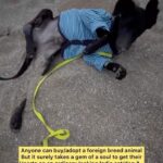 Swastika Mukherjee Instagram – URGENT APPEAL TO FIND KYUII A LOVING HOME 🙏🏻‼️

Via @rainbow_animal_aid

History:
Kyuii came home to us on 24th Oct with a broken leg, having half of his bone eaten by himself and half hanging out of his body after being hit by a vehicle. He’s a small pupper still full of life even after all that happened to him in his little age.
He loves to hug, cuddle, lick faces of his hoomans, dance when he sees someone coming towards him and can’t stop wagging his tail. He follows his hoomans everywhere and is an understanding boy. He calmly sits under table while I work and loves being indoors. He hates being taken out of the room everyday, such an indoor/adoptable pupper he is.
The location from where Kyuii was rescued is a main road and that’s the reason why he came under wheels. Releasing him after weeks of treatment and efforts in the same place from where he was rescued doesn’t make sense. He wouldn’t be able to run to save his life in any situation there. So there’s nowhere else he can go. Every other dog in their respective territories kills unknown male puppies.
He’s full of love to give, excited about life, wants to explore, Let’s not fail him.