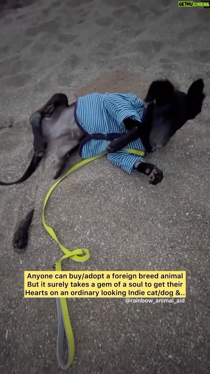 Swastika Mukherjee Instagram - URGENT APPEAL TO FIND KYUII A LOVING HOME ๐๐ปโผ๏ธ Via @rainbow_animal_aid History: Kyuii came home to us on 24th Oct with a broken leg, having half of his bone eaten by himself and half hanging out of his body after being hit by a vehicle. He's a small pupper still full of life even after all that happened to him in his little age. He loves to hug, cuddle, lick faces of his hoomans, dance when he sees someone coming towards him and can't stop wagging his tail. He follows his hoomans everywhere and is an understanding boy. He calmly sits under table while I work and loves being indoors. He hates being taken out of the room everyday, such an indoor/adoptable pupper he is. The location from where Kyuii was rescued is a main road and that's the reason why he came under wheels. Releasing him after weeks of treatment and efforts in the same place from where he was rescued doesn't make sense. He wouldn't be able to run to save his life in any situation there. So there's nowhere else he can go. Every other dog in their respective territories kills unknown male puppies. He's full of love to give, excited about life, wants to explore, Let's not fail him.