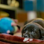 Swastika Mukherjee Instagram – UPDATE: ADOPTED.

Miles, named after Miles Davis, is a sweet 6 week old Labrador Retriever mix pup available for adoption. He was part of an irresponsibly bred home litter and then discarded onto the streets because he is “too naughty”. He’s an absolute sweetheart and needs a patient family that will give him an amazing next 15 years of his life. He is presently in South Delhi but his adoption is open to all of Delhi and other accessible parts of NCR. 

To adopt him, DM @dod_spay_neuter and we will send you an adoption application form and further details on the process. 

Miles will be okay as an only dog or with other dogs/cats. He’s very young and very sociable. 

Thank you @vineet.khunger for clicking him!

#adoptdontshop #labmix #puppy Delhi, India