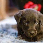 Swastika Mukherjee Instagram – UPDATE: ADOPTED.

Miles, named after Miles Davis, is a sweet 6 week old Labrador Retriever mix pup available for adoption. He was part of an irresponsibly bred home litter and then discarded onto the streets because he is “too naughty”. He’s an absolute sweetheart and needs a patient family that will give him an amazing next 15 years of his life. He is presently in South Delhi but his adoption is open to all of Delhi and other accessible parts of NCR. 

To adopt him, DM @dod_spay_neuter and we will send you an adoption application form and further details on the process. 

Miles will be okay as an only dog or with other dogs/cats. He’s very young and very sociable. 

Thank you @vineet.khunger for clicking him!

#adoptdontshop #labmix #puppy Delhi, India