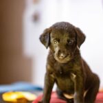 Swastika Mukherjee Instagram – UPDATE: ADOPTED.

Miles, named after Miles Davis, is a sweet 6 week old Labrador Retriever mix pup available for adoption. He was part of an irresponsibly bred home litter and then discarded onto the streets because he is “too naughty”. He’s an absolute sweetheart and needs a patient family that will give him an amazing next 15 years of his life. He is presently in South Delhi but his adoption is open to all of Delhi and other accessible parts of NCR. 

To adopt him, DM @dod_spay_neuter and we will send you an adoption application form and further details on the process. 

Miles will be okay as an only dog or with other dogs/cats. He’s very young and very sociable. 

Thank you @vineet.khunger for clicking him!

#adoptdontshop #labmix #puppy Delhi, India