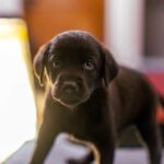 Swastika Mukherjee Instagram – UPDATE: ADOPTED.

Miles, named after Miles Davis, is a sweet 6 week old Labrador Retriever mix pup available for adoption. He was part of an irresponsibly bred home litter and then discarded onto the streets because he is “too naughty”. He’s an absolute sweetheart and needs a patient family that will give him an amazing next 15 years of his life. He is presently in South Delhi but his adoption is open to all of Delhi and other accessible parts of NCR. 

To adopt him, DM @dod_spay_neuter and we will send you an adoption application form and further details on the process. 

Miles will be okay as an only dog or with other dogs/cats. He’s very young and very sociable. 

Thank you @vineet.khunger for clicking him!

#adoptdontshop #labmix #puppy Delhi, India