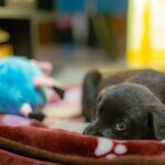 Swastika Mukherjee Instagram – UPDATE: ADOPTED.

Miles, named after Miles Davis, is a sweet 6 week old Labrador Retriever mix pup available for adoption. He was part of an irresponsibly bred home litter and then discarded onto the streets because he is “too naughty”. He’s an absolute sweetheart and needs a patient family that will give him an amazing next 15 years of his life. He is presently in South Delhi but his adoption is open to all of Delhi and other accessible parts of NCR. 

To adopt him, DM @dod_spay_neuter and we will send you an adoption application form and further details on the process. 

Miles will be okay as an only dog or with other dogs/cats. He’s very young and very sociable. 

Thank you @vineet.khunger for clicking him!

#adoptdontshop #labmix #puppy Delhi, India