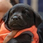 Swastika Mukherjee Instagram – UPDATE: ADOPTED.

Miles, named after Miles Davis, is a sweet 6 week old Labrador Retriever mix pup available for adoption. He was part of an irresponsibly bred home litter and then discarded onto the streets because he is “too naughty”. He’s an absolute sweetheart and needs a patient family that will give him an amazing next 15 years of his life. He is presently in South Delhi but his adoption is open to all of Delhi and other accessible parts of NCR. 

To adopt him, DM @dod_spay_neuter and we will send you an adoption application form and further details on the process. 

Miles will be okay as an only dog or with other dogs/cats. He’s very young and very sociable. 

Thank you @vineet.khunger for clicking him!

#adoptdontshop #labmix #puppy Delhi, India
