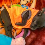 Swastika Mukherjee Instagram – UPDATE: ADOPTED.

Miles, named after Miles Davis, is a sweet 6 week old Labrador Retriever mix pup available for adoption. He was part of an irresponsibly bred home litter and then discarded onto the streets because he is “too naughty”. He’s an absolute sweetheart and needs a patient family that will give him an amazing next 15 years of his life. He is presently in South Delhi but his adoption is open to all of Delhi and other accessible parts of NCR. 

To adopt him, DM @dod_spay_neuter and we will send you an adoption application form and further details on the process. 

Miles will be okay as an only dog or with other dogs/cats. He’s very young and very sociable. 

Thank you @vineet.khunger for clicking him!

#adoptdontshop #labmix #puppy Delhi, India