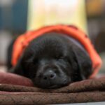 Swastika Mukherjee Instagram – UPDATE: ADOPTED.

Miles, named after Miles Davis, is a sweet 6 week old Labrador Retriever mix pup available for adoption. He was part of an irresponsibly bred home litter and then discarded onto the streets because he is “too naughty”. He’s an absolute sweetheart and needs a patient family that will give him an amazing next 15 years of his life. He is presently in South Delhi but his adoption is open to all of Delhi and other accessible parts of NCR. 

To adopt him, DM @dod_spay_neuter and we will send you an adoption application form and further details on the process. 

Miles will be okay as an only dog or with other dogs/cats. He’s very young and very sociable. 

Thank you @vineet.khunger for clicking him!

#adoptdontshop #labmix #puppy Delhi, India
